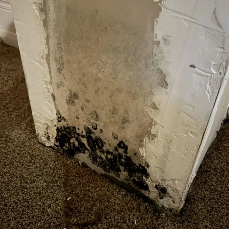 Professional Mold Removal in New California, OH